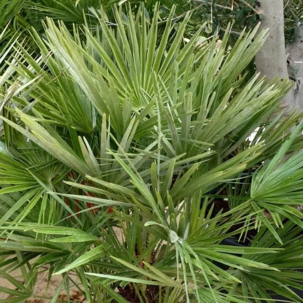 Chamaerops Humilis ou palmier nain. Le pot de 10 litres