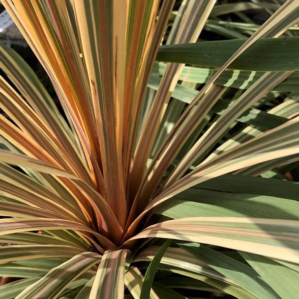 Cordyline Australis Dazzler 40/50. Le pot de 5 litres