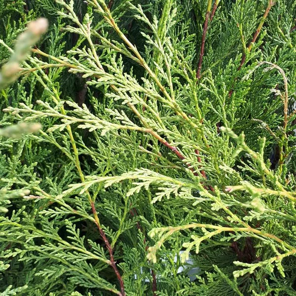 Cupressocyparis Leylandii ou Cyprès de Leyland 150/175 en pot de 7,5 L