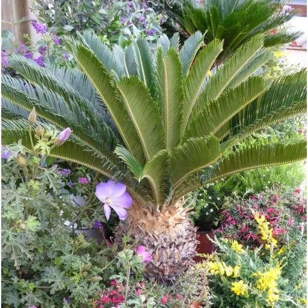 Cycas Revoluta ou faux palmier vert 40/45 cm en pot de 5 L