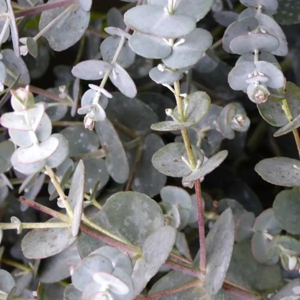 Eucalyptus Gunnii ou Gommier bleu 150/200 cm en pot de 15 L