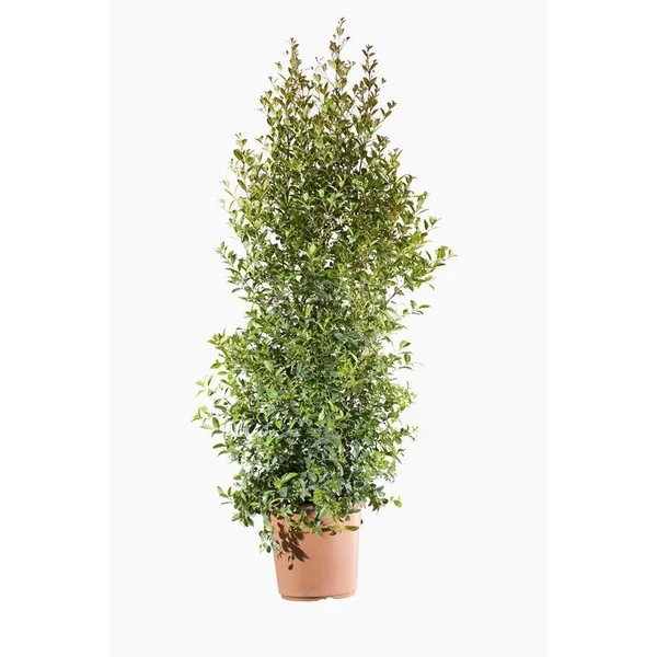 Eugenia Myrtifolia Newport (Myrte d’Australie) en pot de 9 L rouge