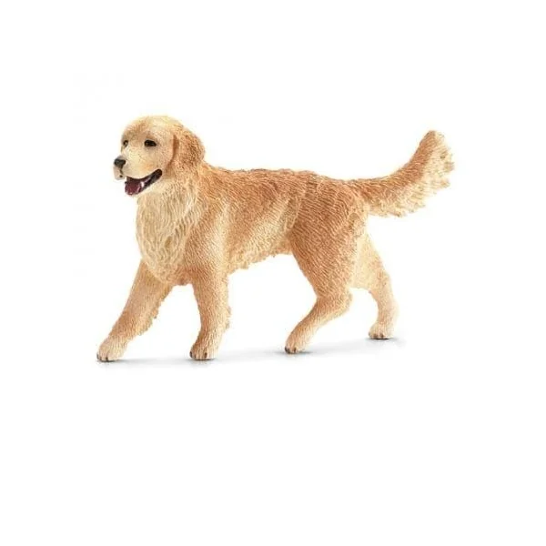 Golden Retriever, femelle