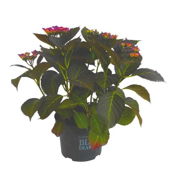 Hortensia à grandes fleurs Black Diamond en pot de 5 litres