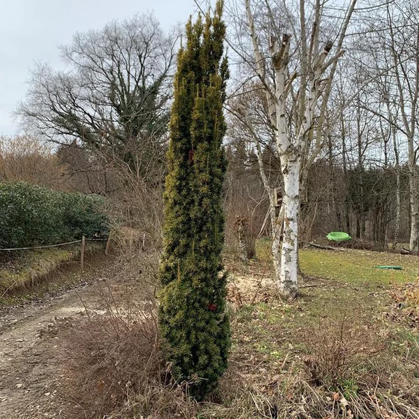 If doré (Taxus Baccata Fastigiata Aurea) 40/50. Le pot de 3 litres