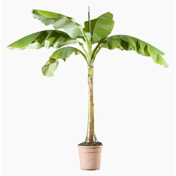 Musa (Bananier d’intérieur) 150/175 en pot de 12 L vert