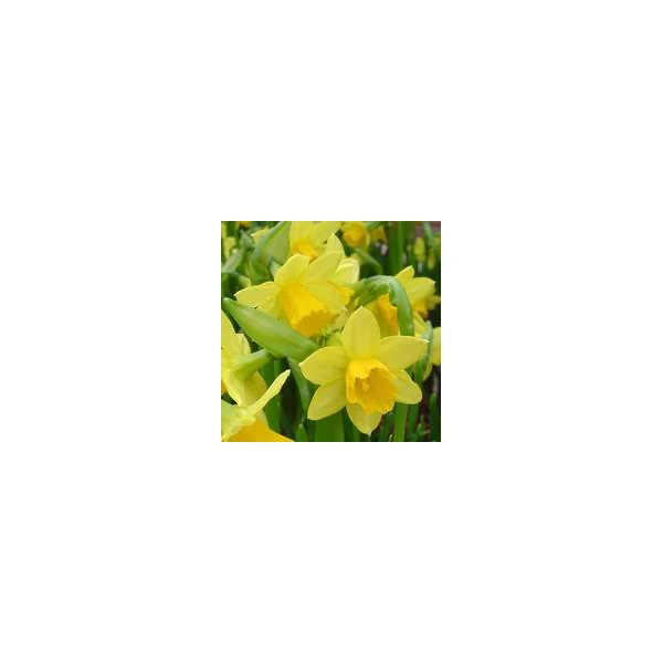 Narcisse tête à tête jaune dans un panier grillagé blanc