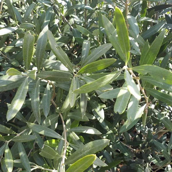 Olea Europaea ou Olivier ¼ Tige 70/80 cm en pot de 230 L