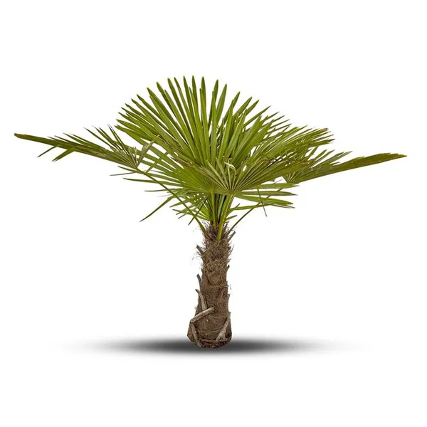 Palmier Trachycarpus Excelsa H 60/90 cm Tronc 15/20 cm en pot de 10 L