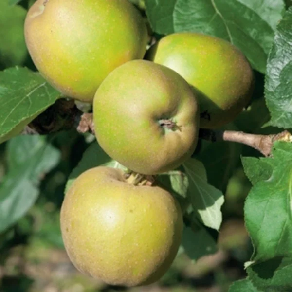 Pecher Reine Des Vergers. Le pot de 10 litres forme gobelet