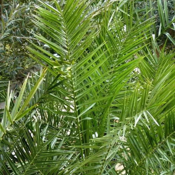 Phoenix Canariensis ou Dattier des Canaries 80/100 cm en pot de 600 L
