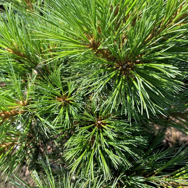 Pin de Weymouth nain (Pinus Strobus nana) 1/2 tige. Le pot 35 litres