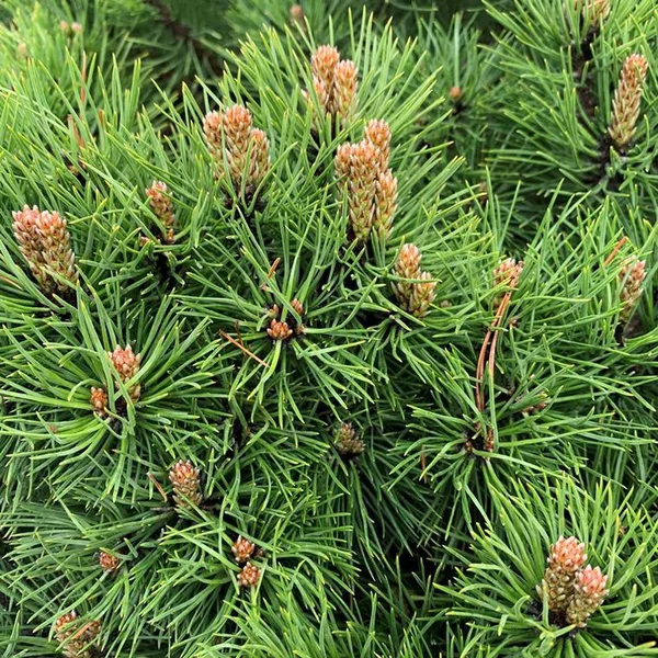 Pin noir nain (Pinus Nigra) Marie Bregeon. Le pot de 5 litres