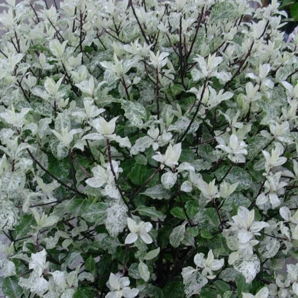 Pittosporum Tenuifolium Irene Patterson 40/50 en pot de 7,5 L vert