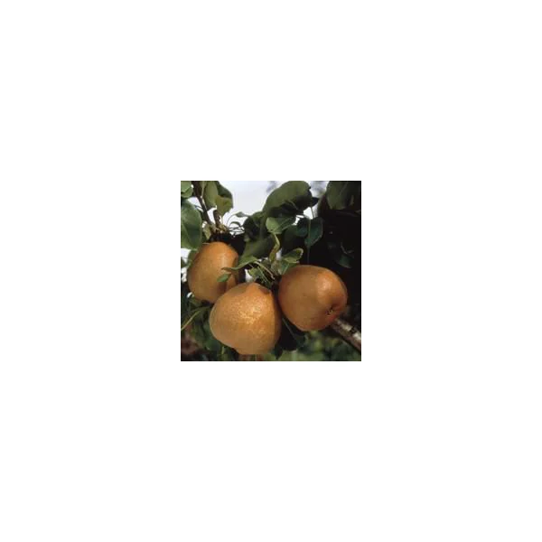 Poirier Nain Delbard D'Automne ® Delsanne. Le pot de 10 litres en forme 1/4 tige
