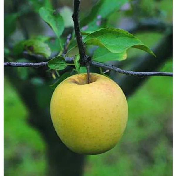 Pommier Golden Delicious. Le pot de 12 litres, forme gobelet