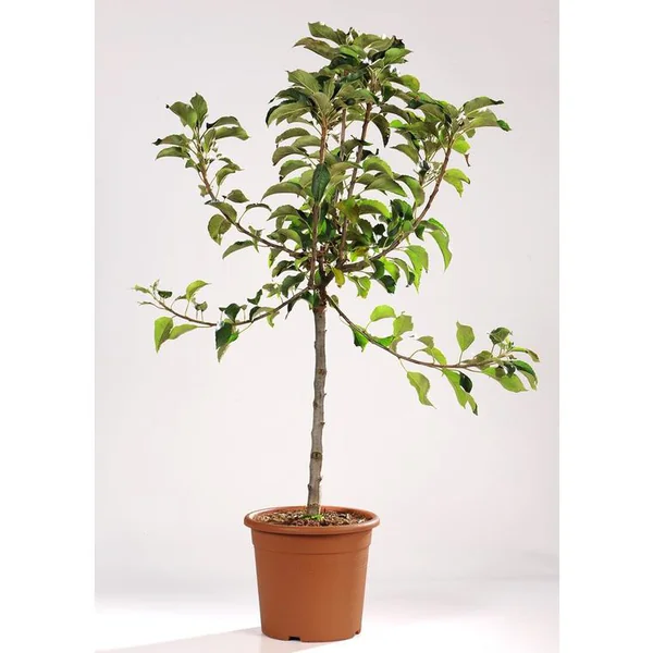Pommier Nain Croquella® Delgrana. Le pot de 7,5 litre en forme 1/4 tige