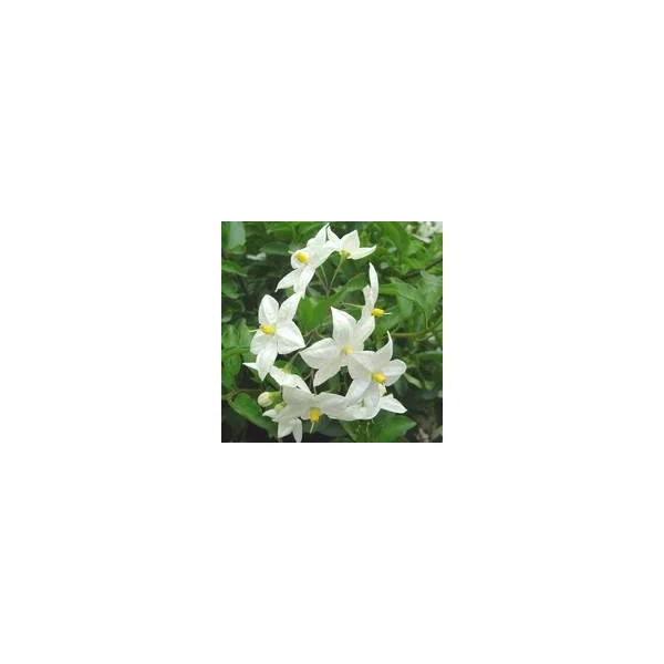 Solanum faux jasmin tige - Le pot de 3,5 litres