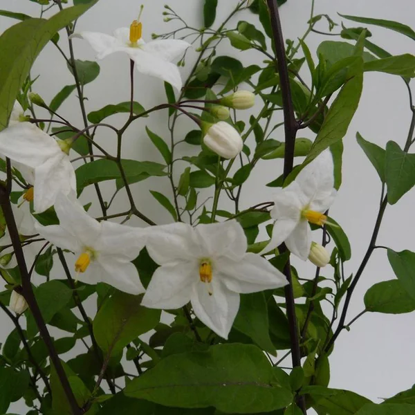 Solanum Jasminoides. Le pot de 2 litres, forme tippi
